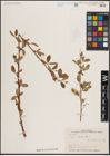 Foto von Salix excelsa S. G. Gmel.